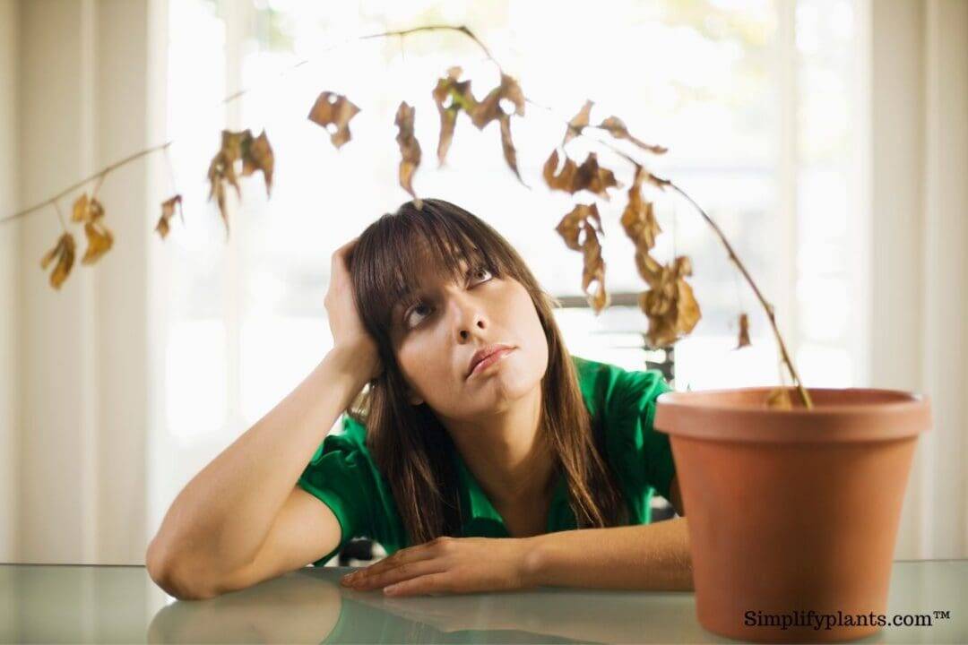 How To Dispose Of Potted Plants? (8 Unique Ways) » Simplify Plants