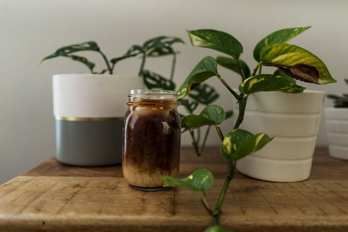 Coffee ground and plants