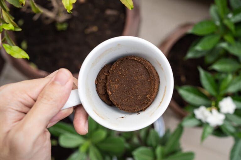 Coffee ground for indoor plants