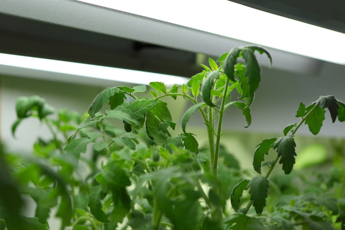 LED Vs. Fluorescent Grow Lights (Pros & Cons+Best Picks) » Simplify Plants