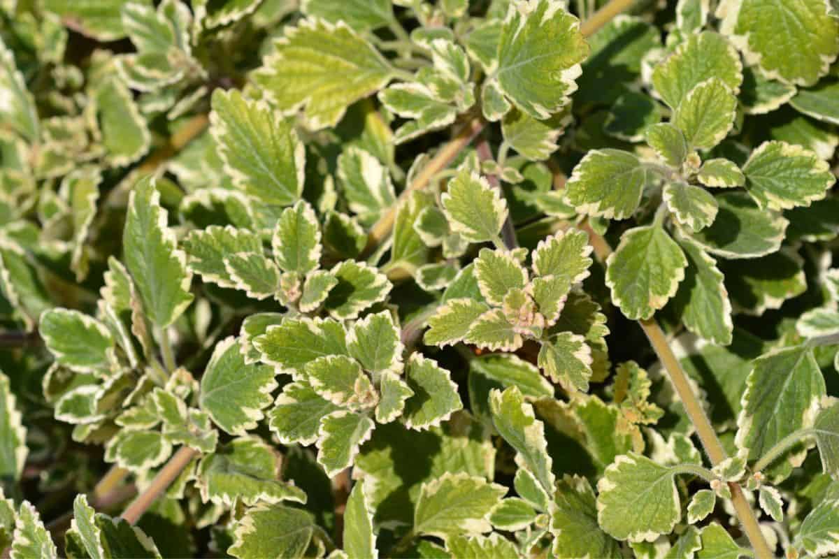 12 Plants That Look Like English Ivy(+Basic Care) » Simplify Plants