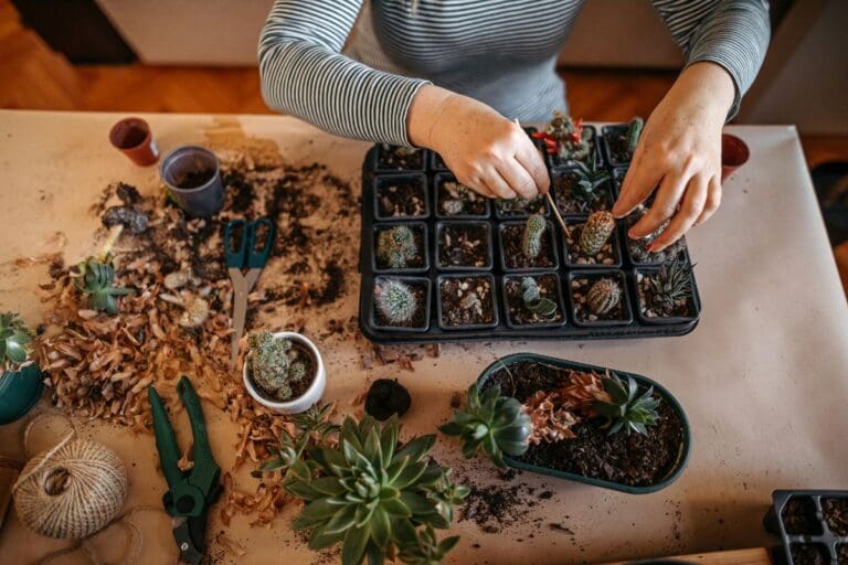 What Kind Of Soil Do Cactus Need? (+Ideal Soil Mix)