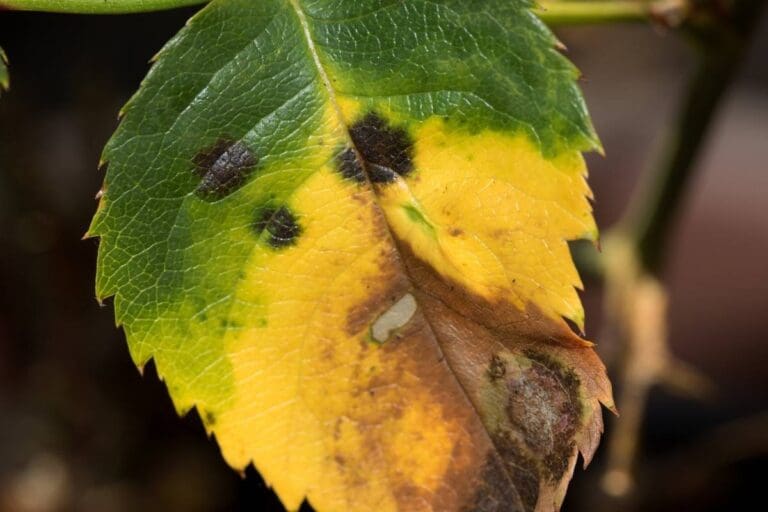 2 Ways To Treat Rust Spots On Indoor Plants