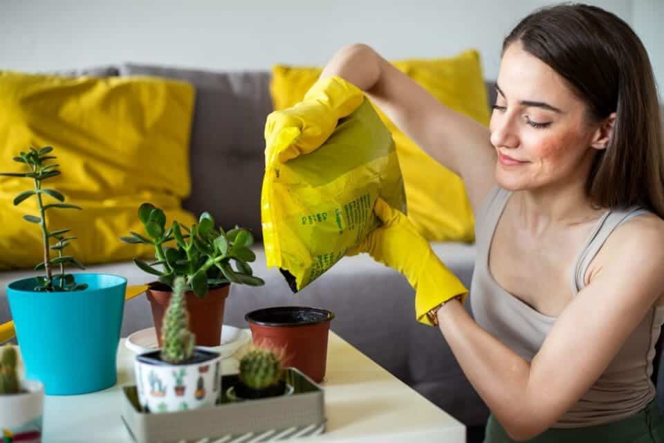 What Kind Of Soil Do Cactus Need? (+Ideal Soil Mix) » Simplify Plants