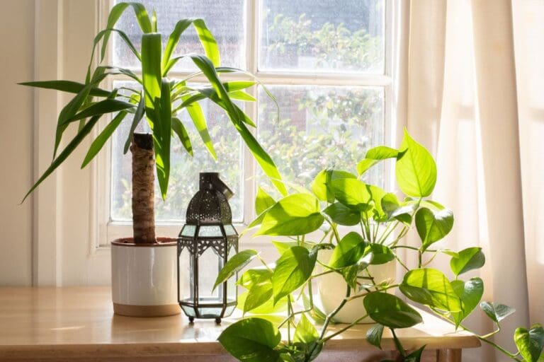 Is East-Facing Window Good For Plants?