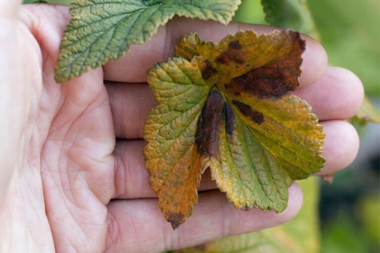 9 Common Houseplant Diseases: Signs, Identification, & Treatment