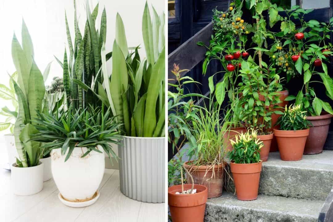 Terracotta Pots Vs. Ceramic Pots For Plants » Simplify Plants
