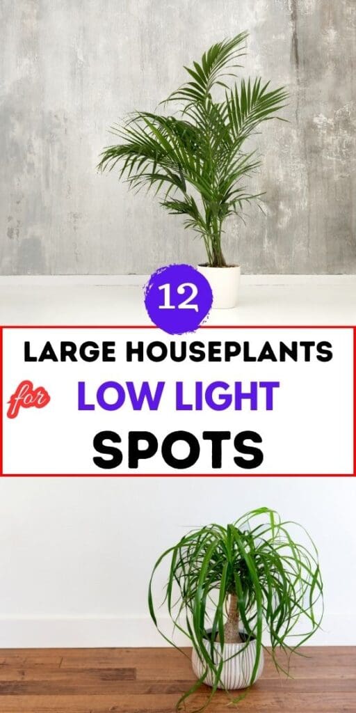 12 Large Houseplants For Low Light Spots
