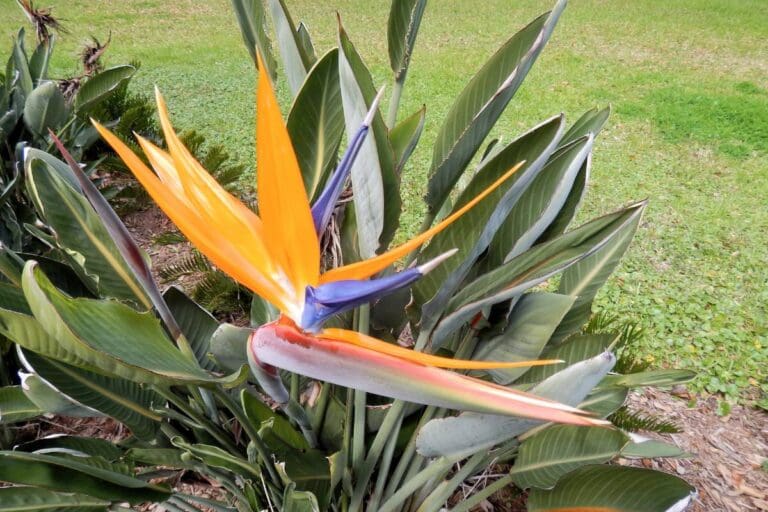 Can I Plant Bird Of Paradise Outdoors?