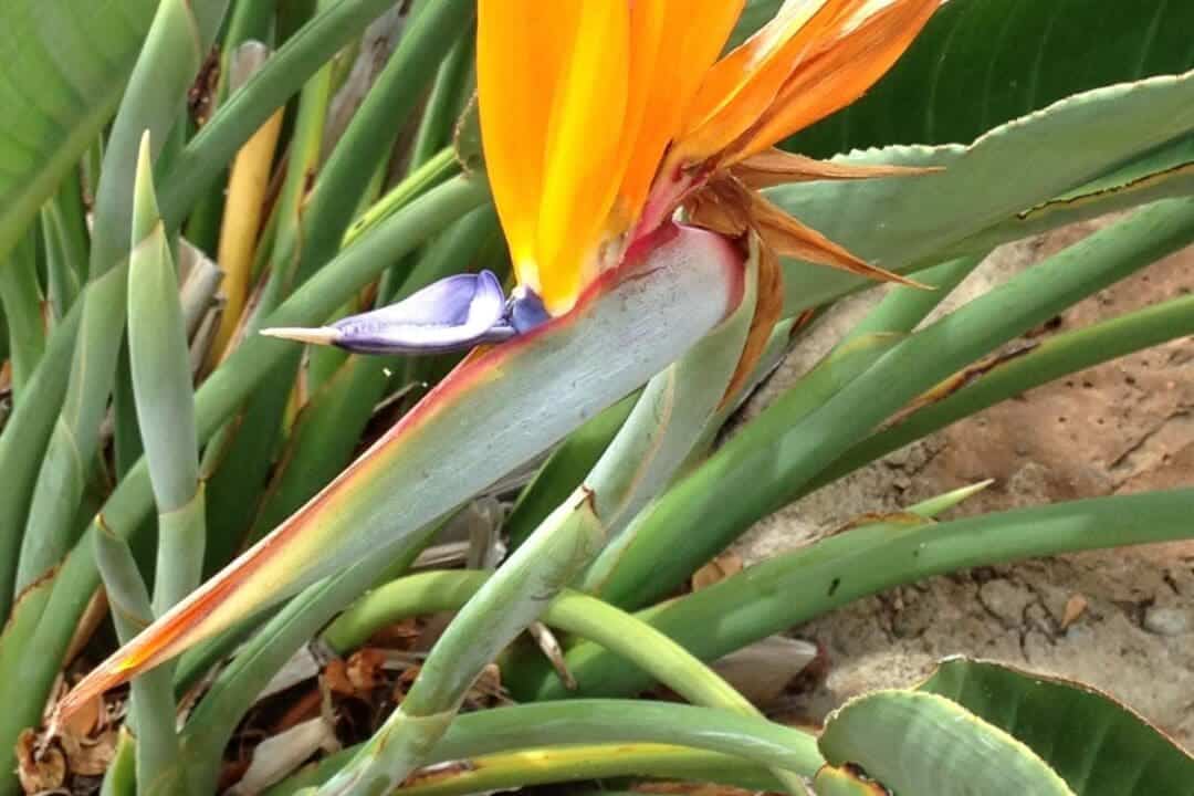 How Do You Care For Birds Of Paradise? (Ultimate Care Guide) » Simplify Plants