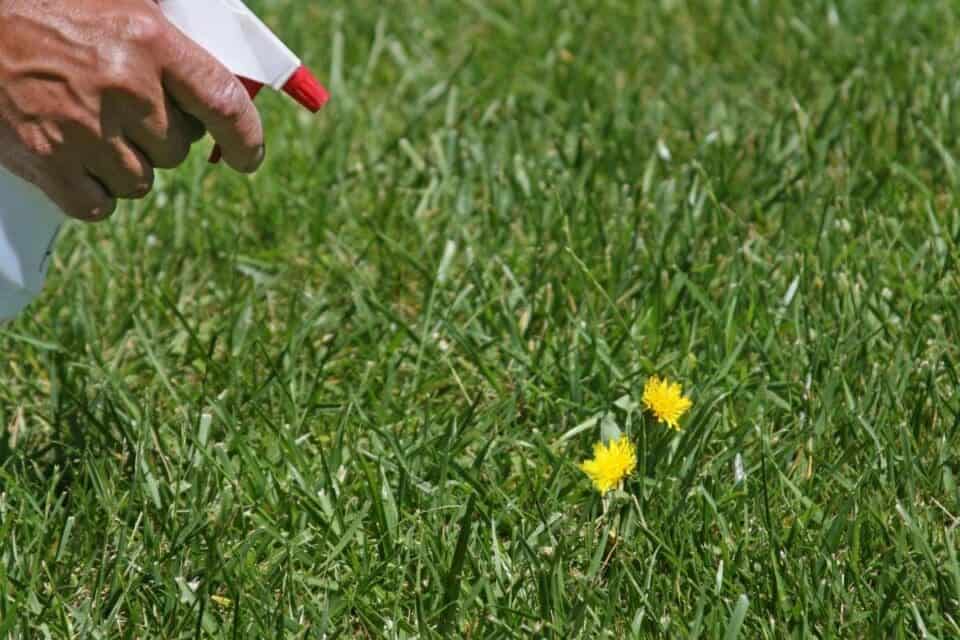 Interesting Info About Does Fertilizer Kill Weeds