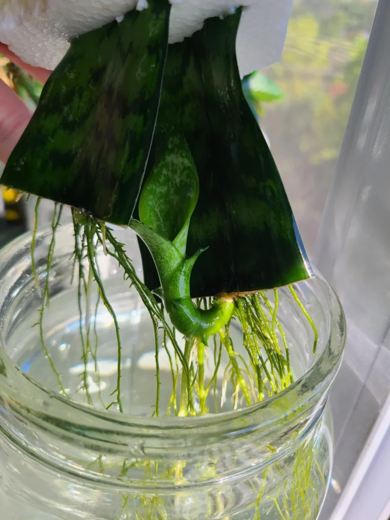 Tips to Root Snake Plant Cuttings