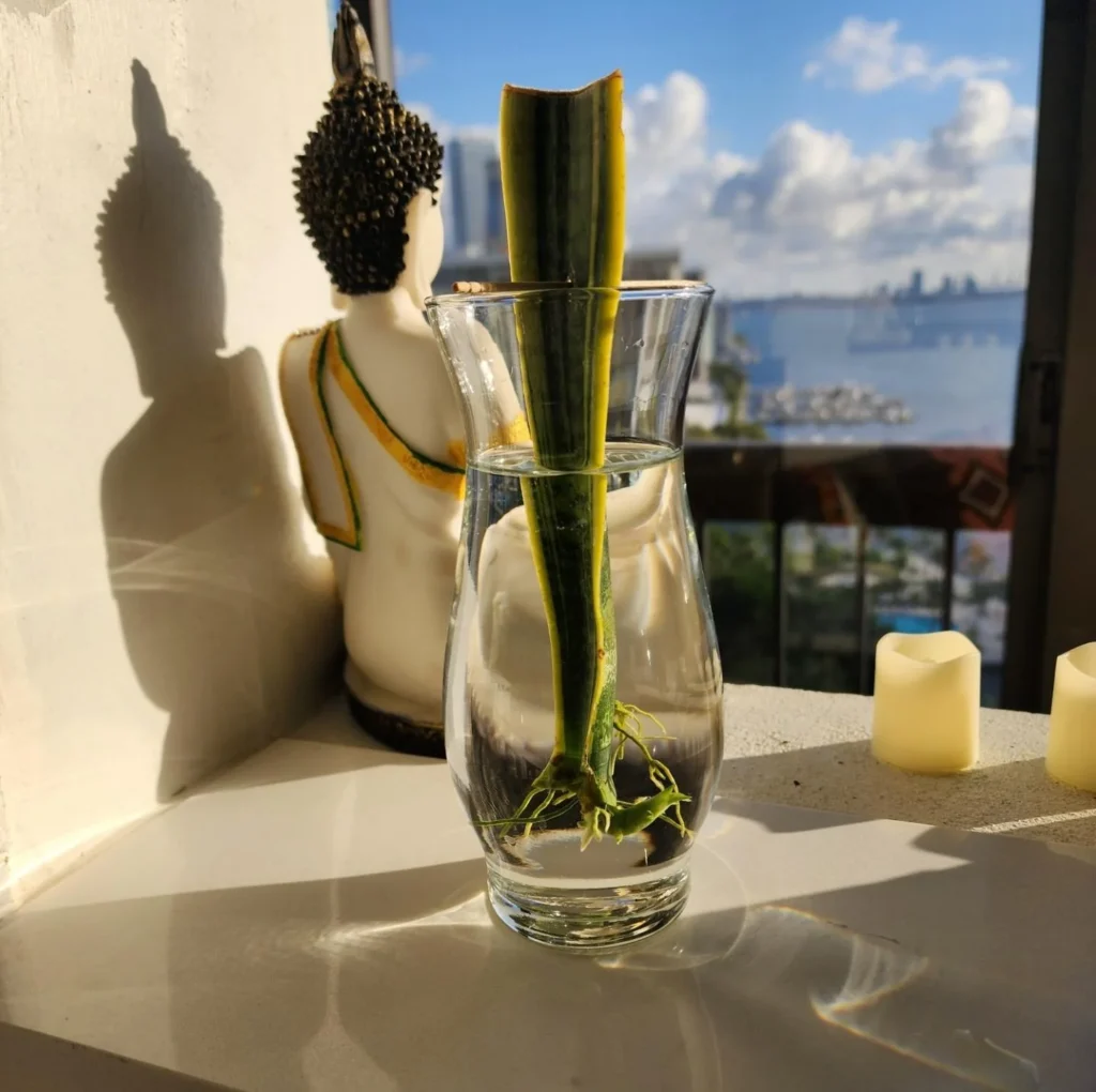 is this normal when trying to propagate a snake plant v0 znt7k31nyo2c1