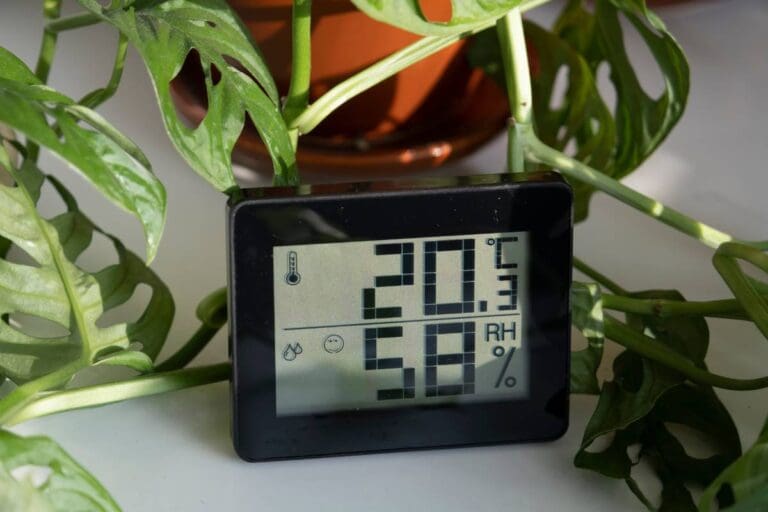Do Houseplants Really Need Humidity or Can They Adapt to Dry Environments?