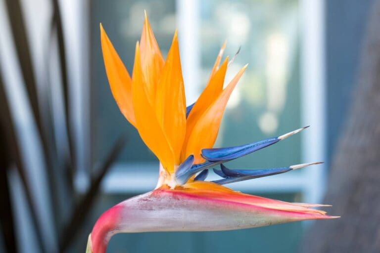 How To Propagate Bird of Paradise?