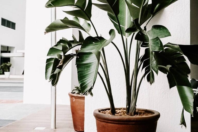 Why Is My Bird of Paradise Leaves Splitting? (8 Causes+Fix)