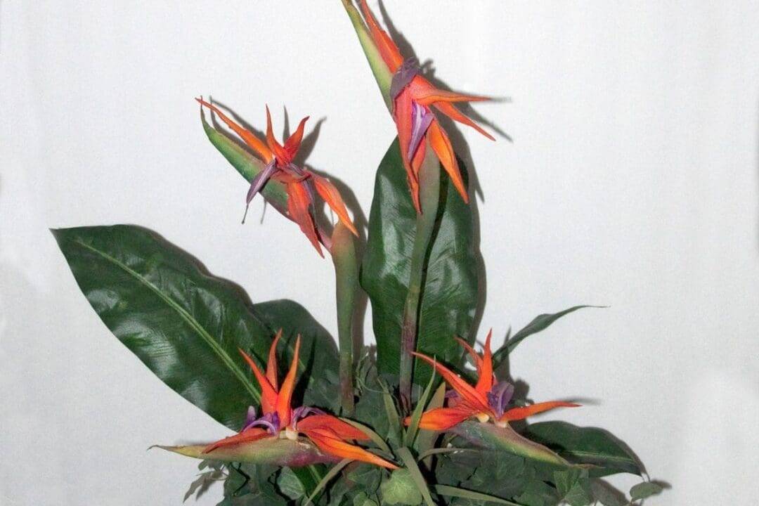 Why Is My Bird Of Paradise Leaves Curling? (12 Causes+Fix) » Simplify
