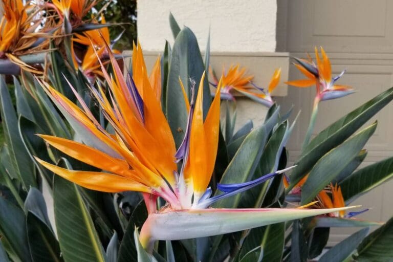 How Much Water Does My Bird Of Paradise Need?