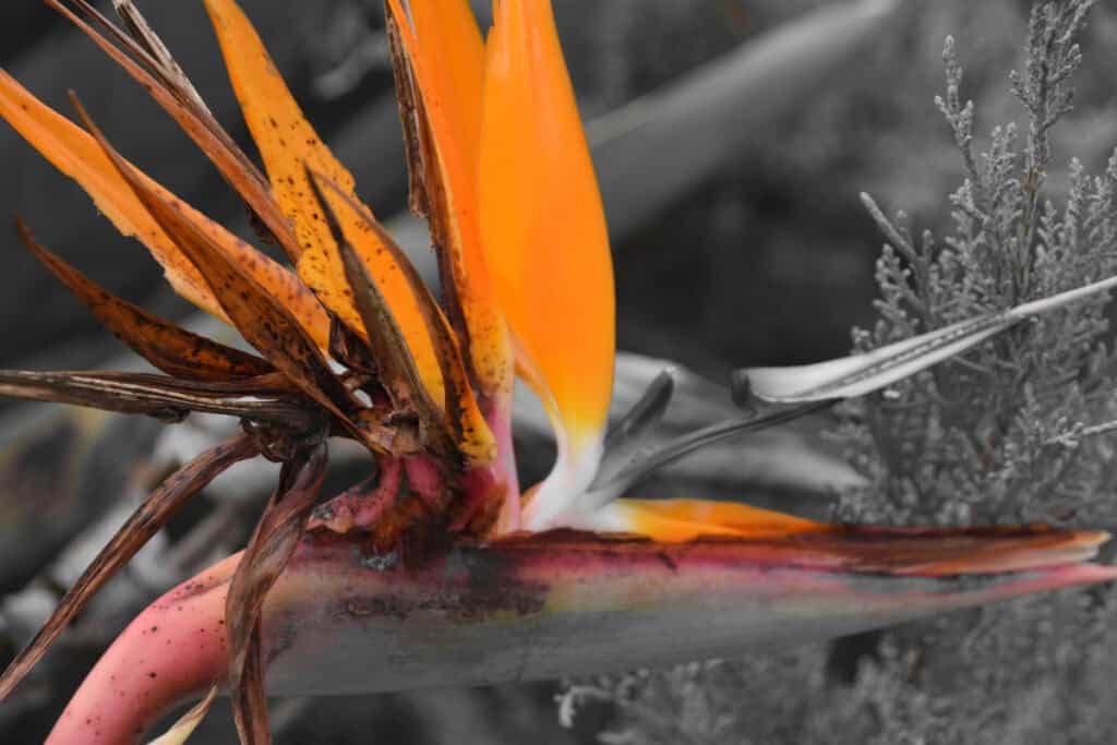 bird of paradise brown