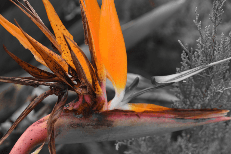 Why Is My Bird of Paradise Turning Black? (7 Causes+Fix)