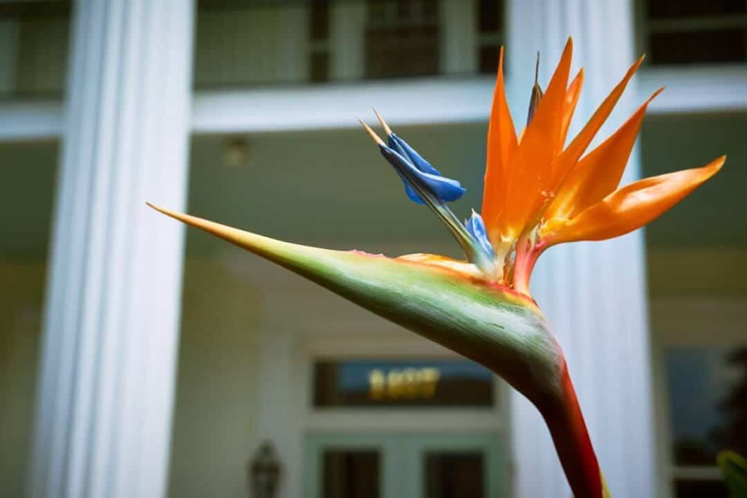 Why Is My Bird Of Paradise Sticky? (2 Causes+Fix) » Simplify Plants