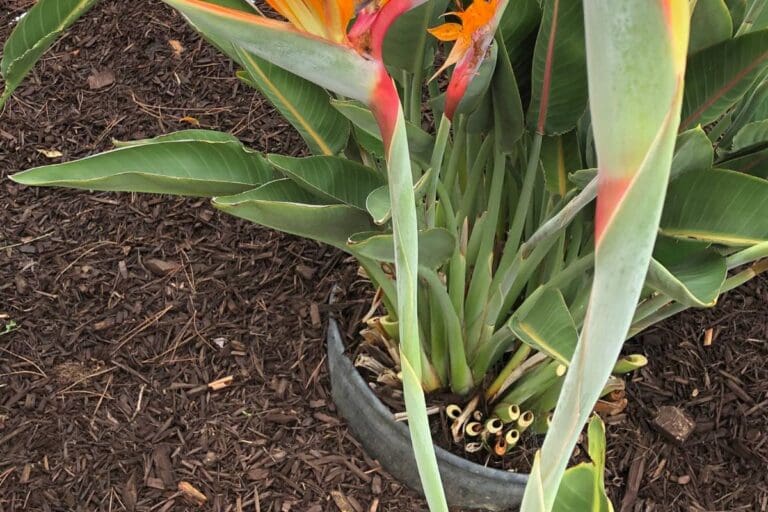 How To Save Overwatered Bird Of Paradise?