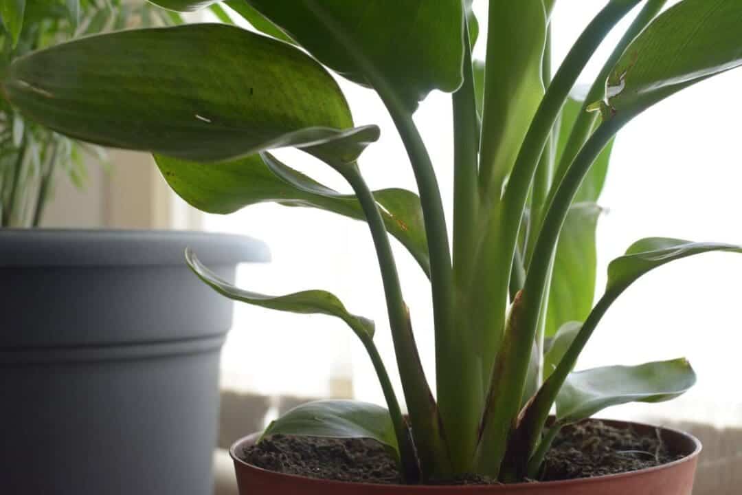 Why Is My Bird Of Paradise Leaves Curling? (12 Causes+Fix) » Simplify