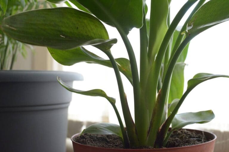 Why Is My Bird Of Paradise Leaves Curling? (12 Causes+Fix)