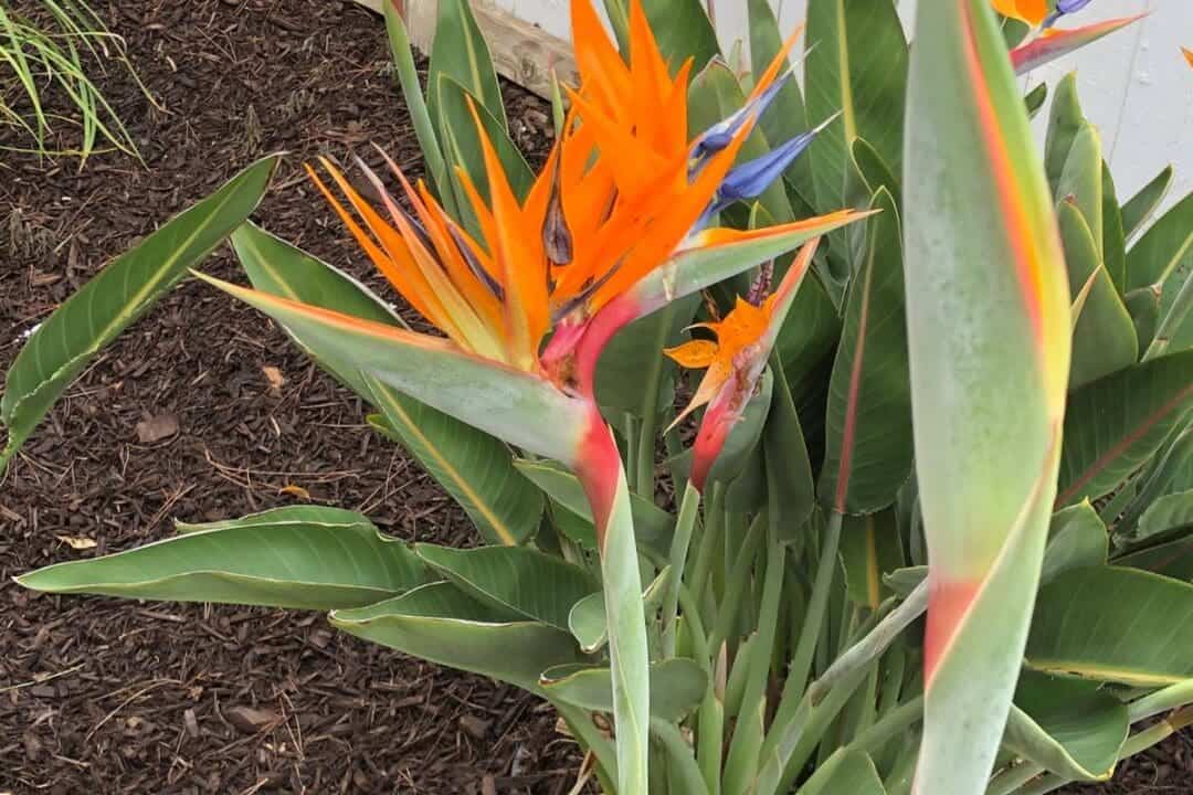 Why Is My Bird Of Paradise Leaves Splitting? (8 Causes+Fix) » Simplify