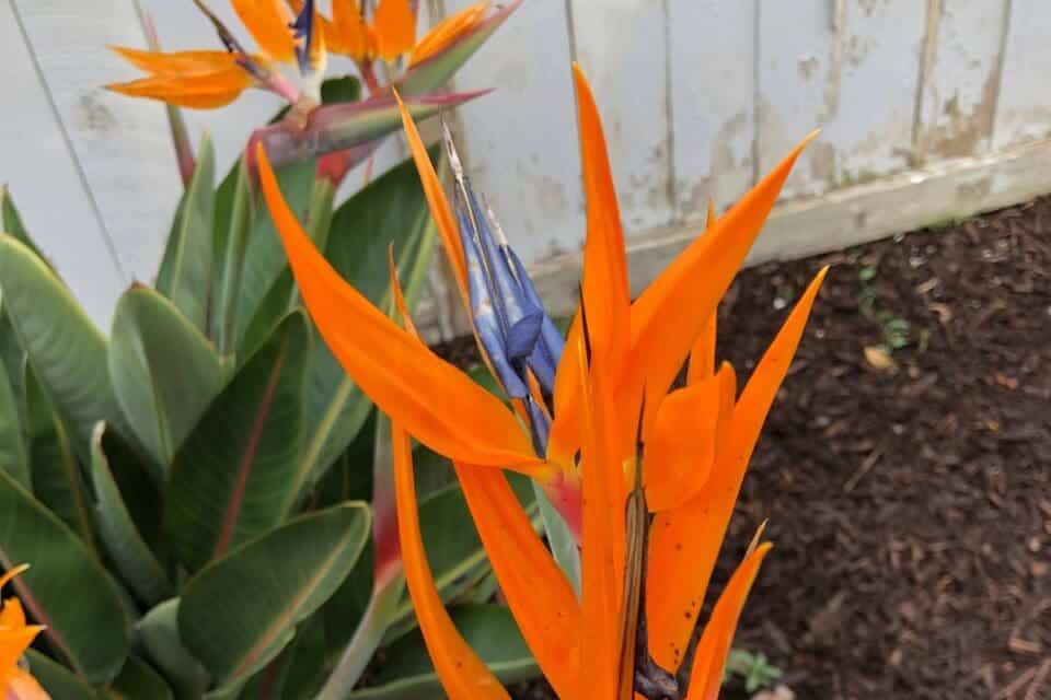 How To Propagate Bird Of Paradise? » Simplify Plants