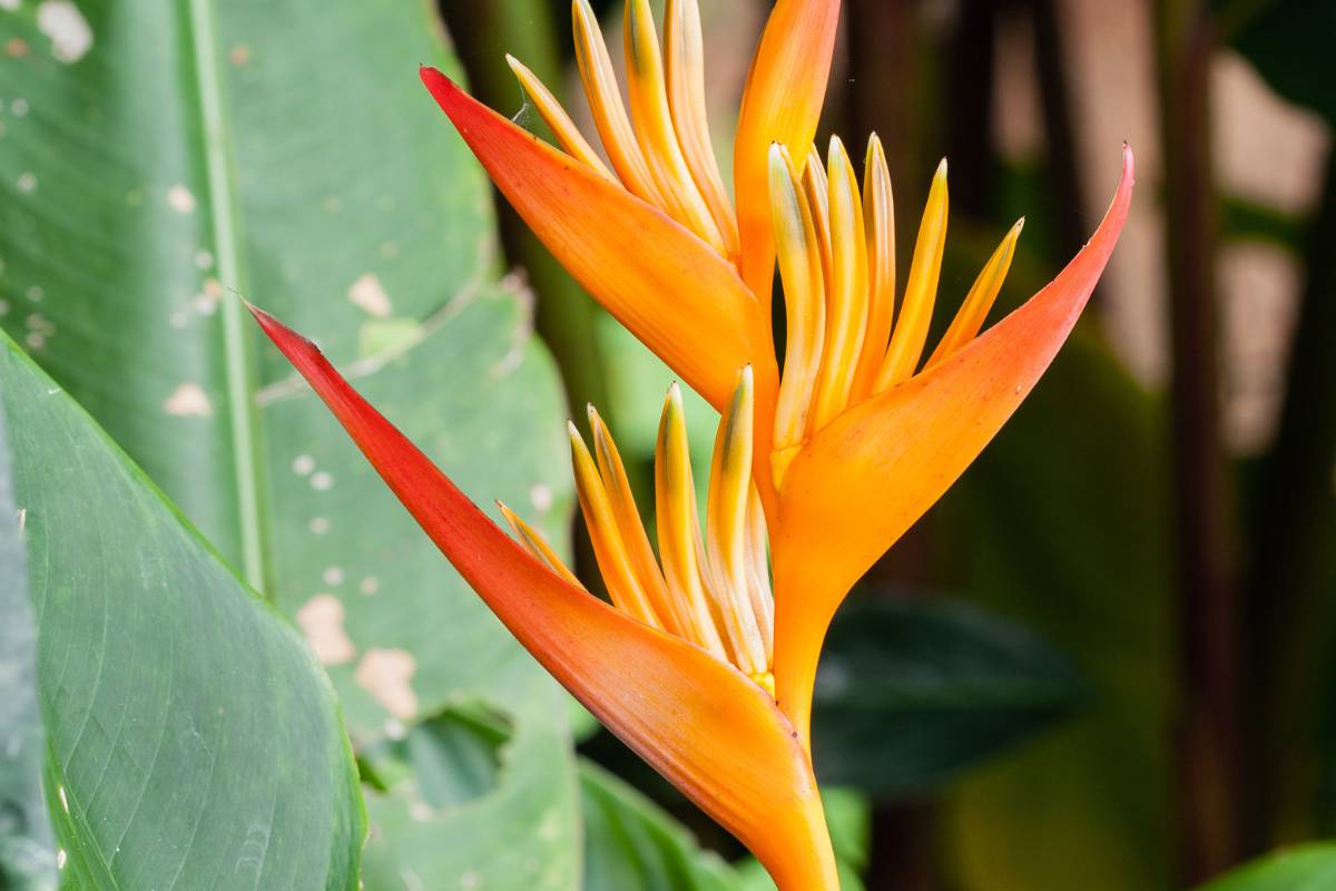 Why Is My Bird Of Paradise Leaning? (9 Causes+Fix) » Simplify Plants