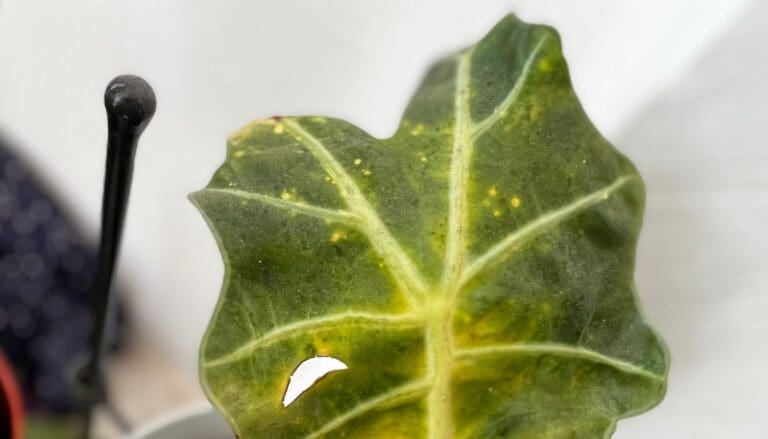Alocasia-plant-leaves-yellow-spots