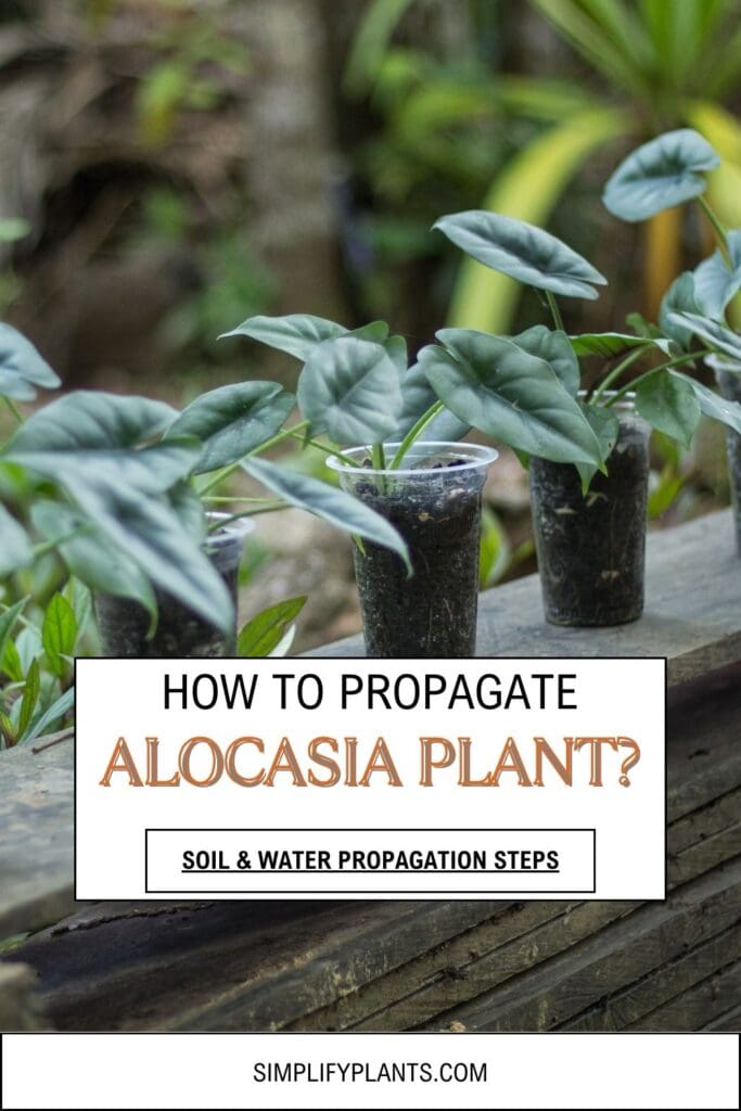 How To Propagate Alocasia Plant Soil Water Propagation Steps Simplify Plants