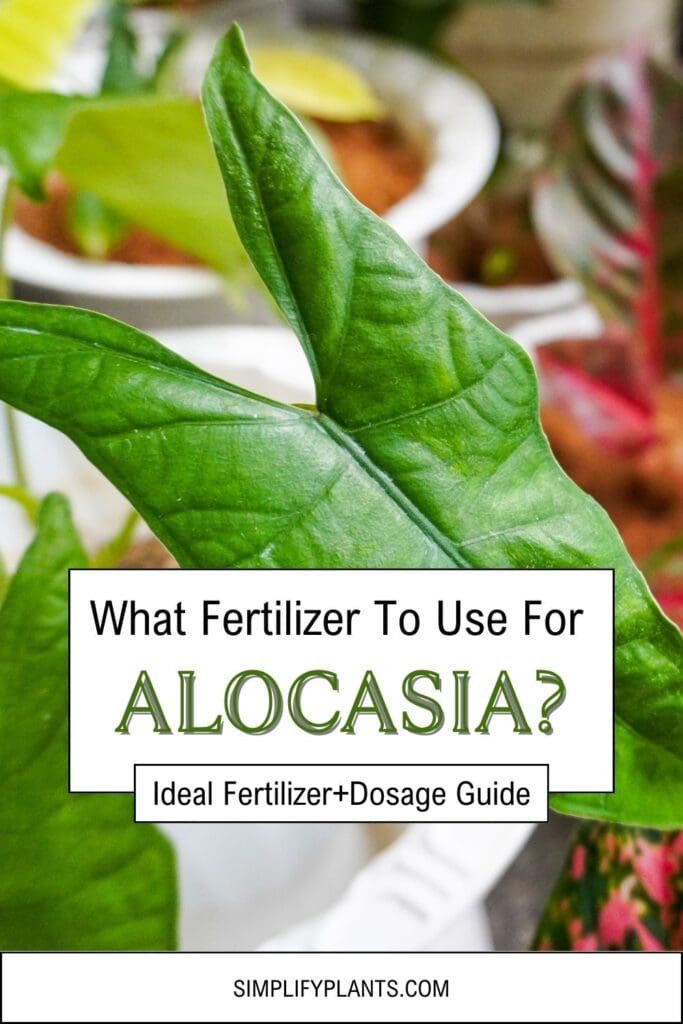What Fertilizer To Use For Alocasia Ideal FertilizerDosage Guide Simplify Plants