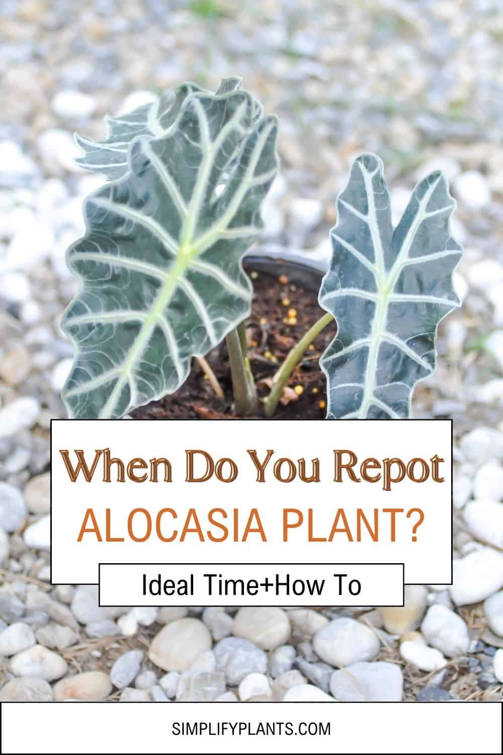 When To Repot Alocasia? (Ideal Time+How To) » Simplify Plants