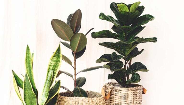 11 Large Indoor Plants For West Facing Window