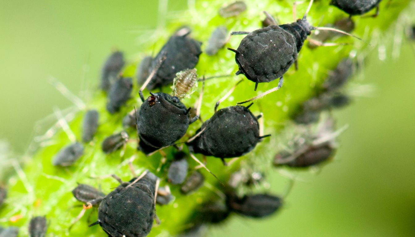 Aphids on houseplant