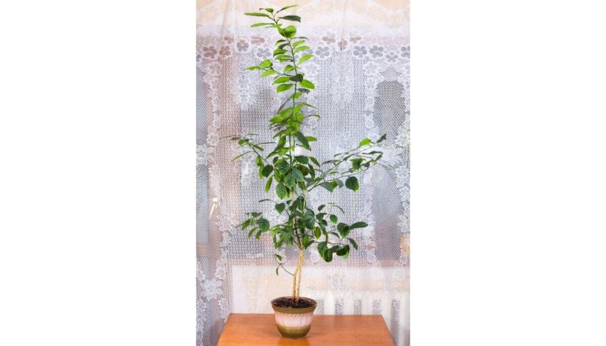 11 Large Indoor Plants For West Facing Window » Simplify Plants