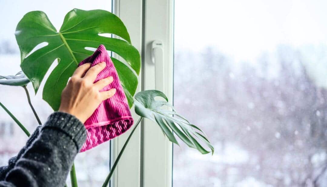 How To Clean Monstera Leaves? (+7 Simple Tips To Follow) » Simplify Plants