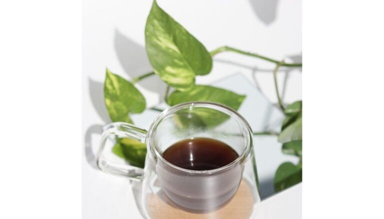 Do Pothos Like Coffee Grounds? (What You Need To Be Aware Of)