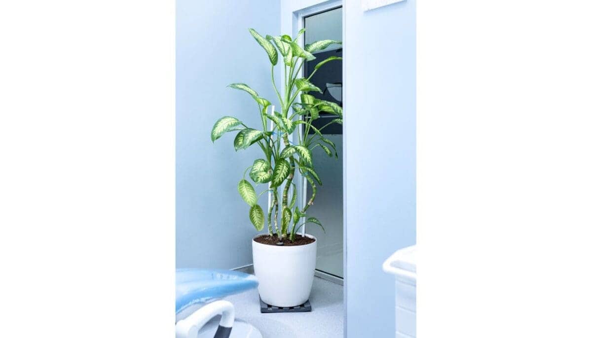 11 Large Indoor Plants For West Facing Window » Simplify Plants