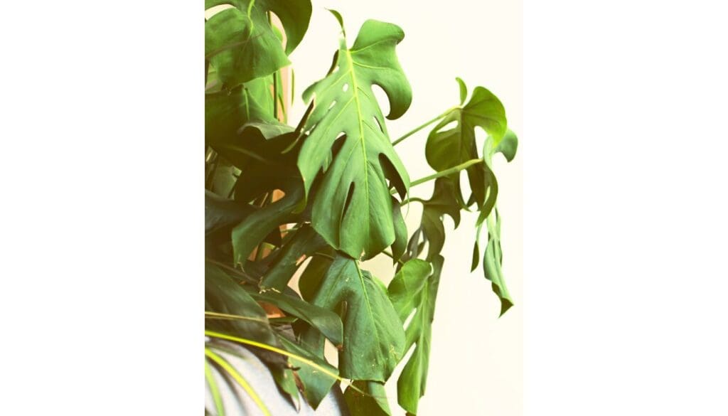 Droopy Monstera plant
