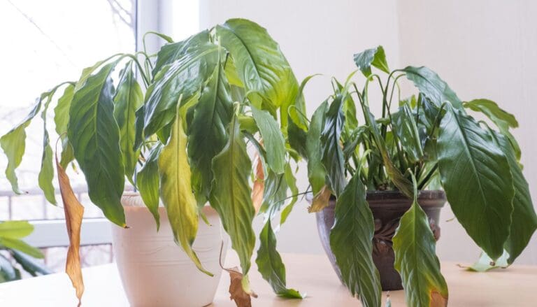 6 Signs Your Peace Lily Is Dying? (+What To Do)
