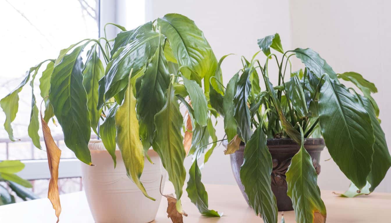 Save A Dying Peace Lily By Knowing These 9 Simple Fix!  Simplify Plants