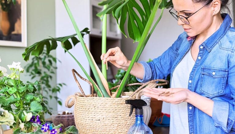 Fertilizing Houseplants in Spring: Secrets to Lush Healthy Plants!