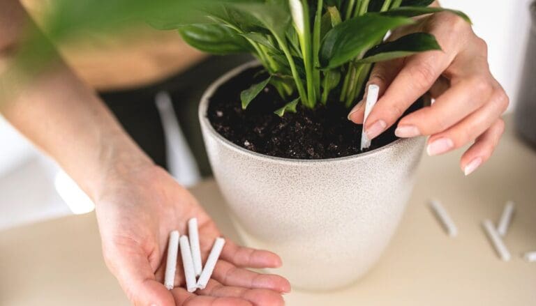 Best Fertilizer For Blooming Peace Lily? (+Ideal Fertilizer Ratio)
