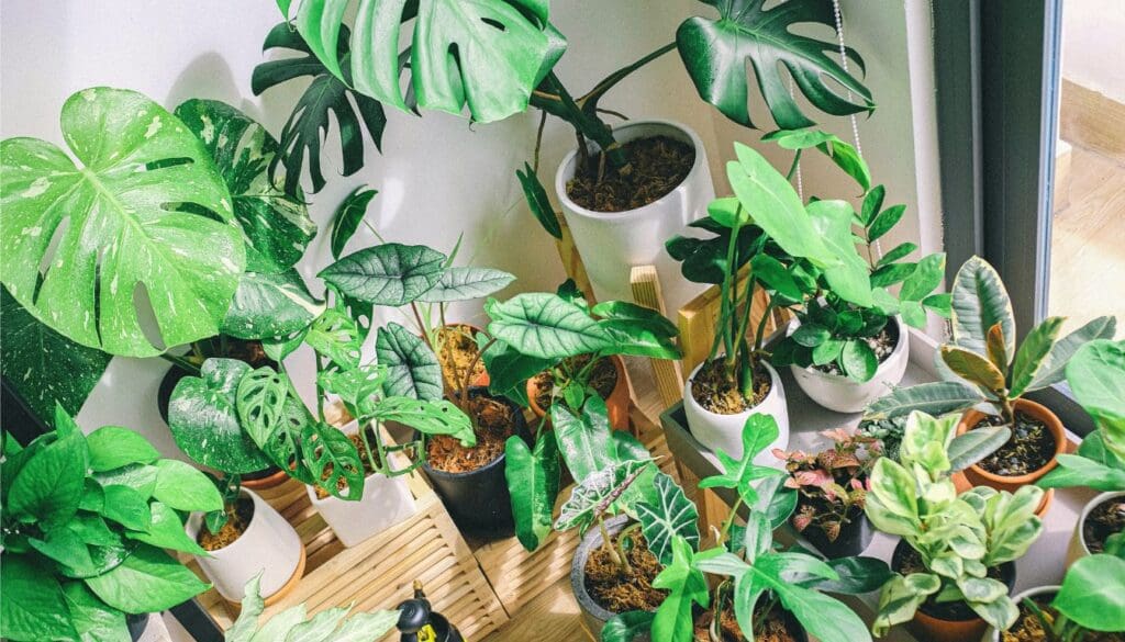 Houseplant grouped together