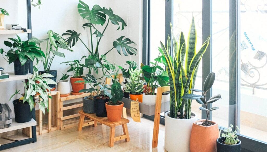 Monstera plant grouped with other houseplant
