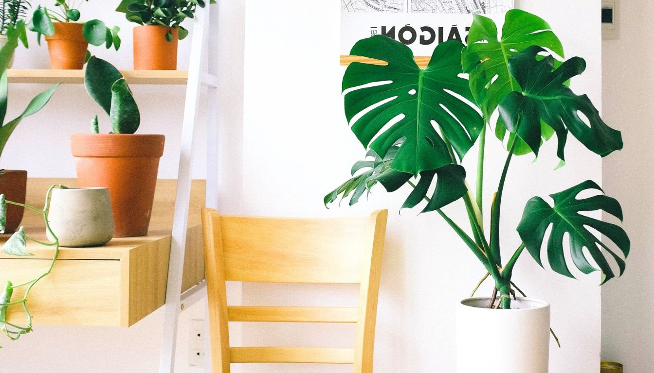 Monstera plant growing in bright light