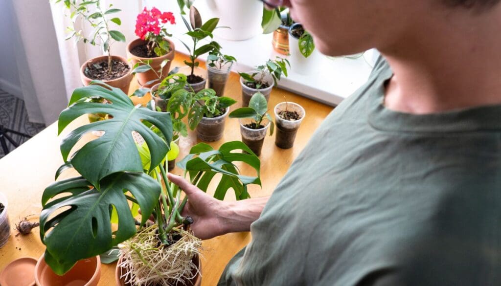Monstera plant grown in water